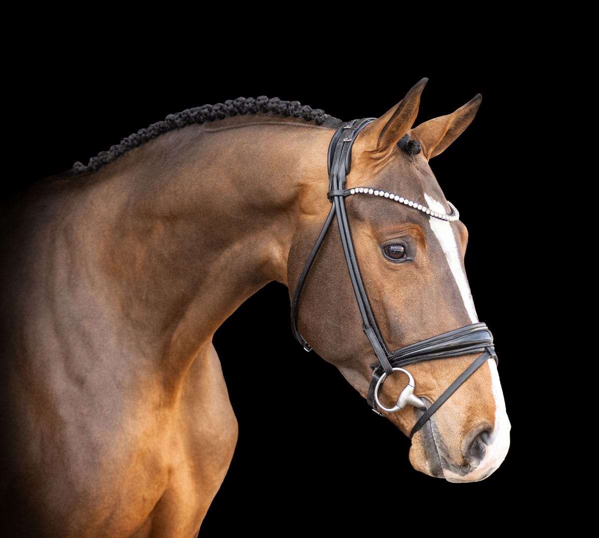 Nixon's Highlight Stallion